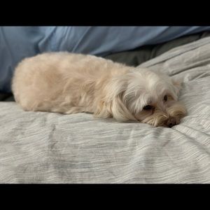 Meet your Posher, Angelie